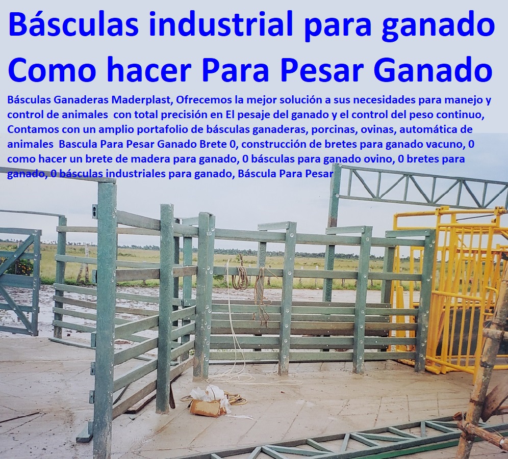 Bascula Para Pesar Ganado Brete 0, construcción de bretes para ganado vacuno, 0 como hacer un brete de madera para ganado, 0 básculas para ganado ovino, 0 bretes para ganado, 0 básculas industriales para ganado, Báscula Para Pesar Bascula Para Pesar Ganado Brete 0, construcción de bretes para ganado vacuno, 0 Mangas De Coleo, Corral Caballerizas, Pesebreras De Caballos, Plaza Toros, Brete Ganadero, Apretaderos Embarcaderos, Postes Tablas, Polines Varetas, Mangas De Coleo, Horcones Madera Plástica, Corrales, Establos De Ganado, como hacer un brete de madera para ganado, 0 básculas para ganado ovino, 0 bretes para ganado, 0 básculas industriales para ganado, Báscula Para Pesar